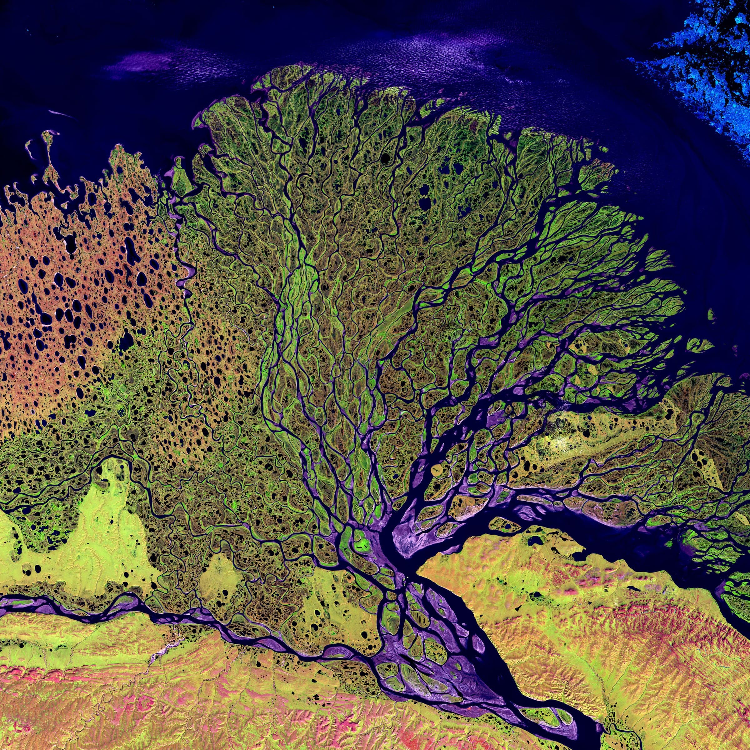 The Lena delta discharging into the Laptev Sea — a fan of channels and thaw lakes roughly 400 kilometres across, and one of the largest protected wetlands in the Arctic. Landsat frame, 30 metres per pixel.
